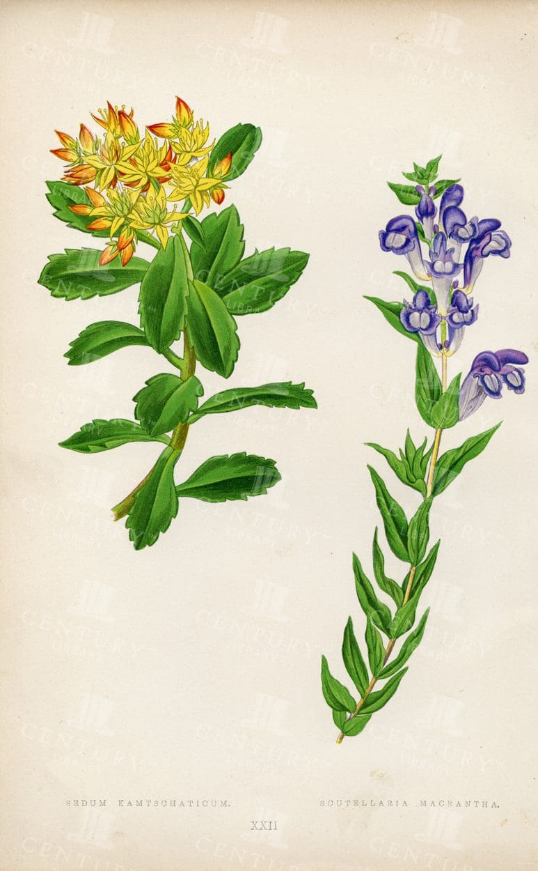 BOTANICAL Illustration of Alpine Plants - Vintage 1874 Illustration