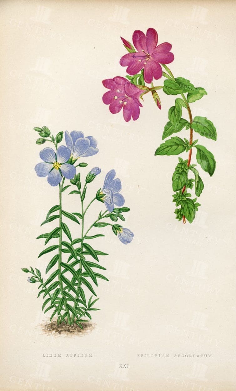 ALPINE Plants Vintage Illustration - Linum Alpinum, Epilobium Obcordatum
