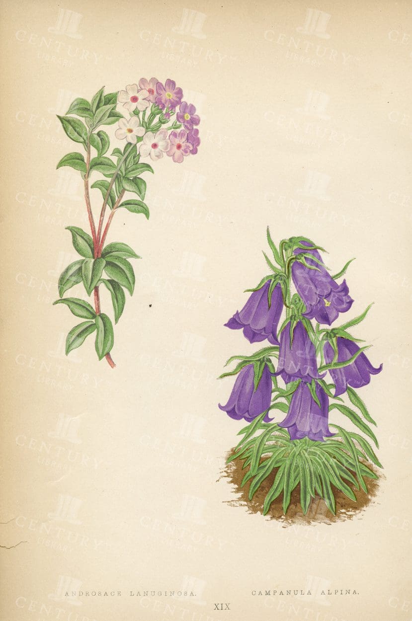 VINTAGE 1874 Botanical Illustration - Examples of Alpine Plants