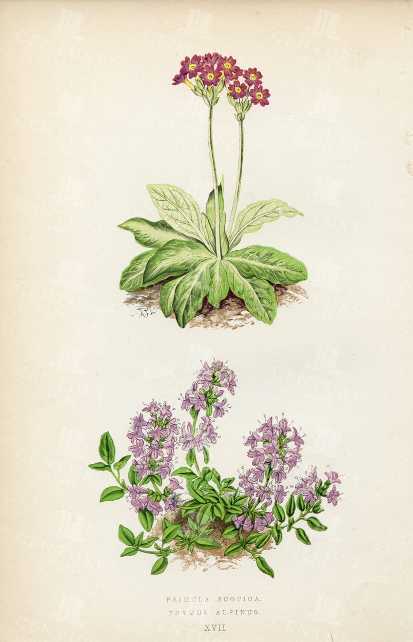 PRIMULA Scotica and Thymus Alpinus - Vintage Botanical Illustration