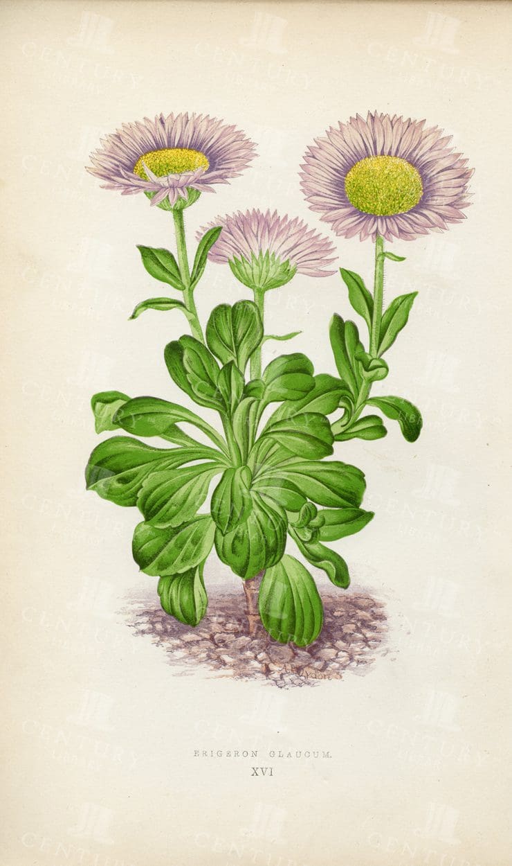ERIGERON Glaucum 1874 Vintage Botanical Alpine Plant Illustration
