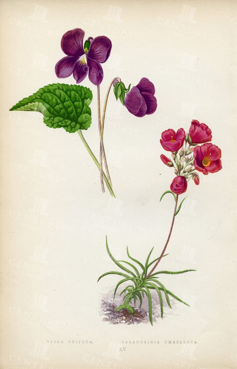 STUNNING Botanical Illustration - Viola Obliqua and Calandrinia Umbellata