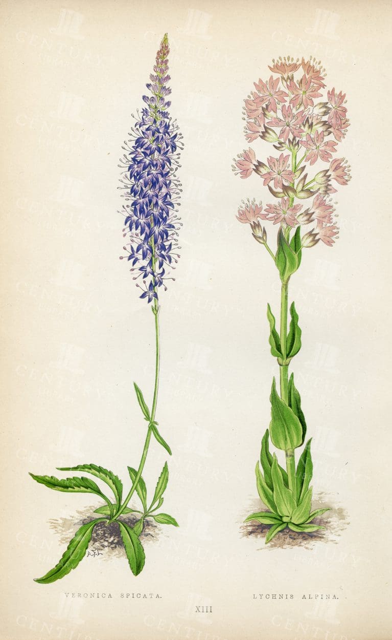 LOVELY Botanical Illustration 1874 - Veronica Spicata, Lychnis Alpina