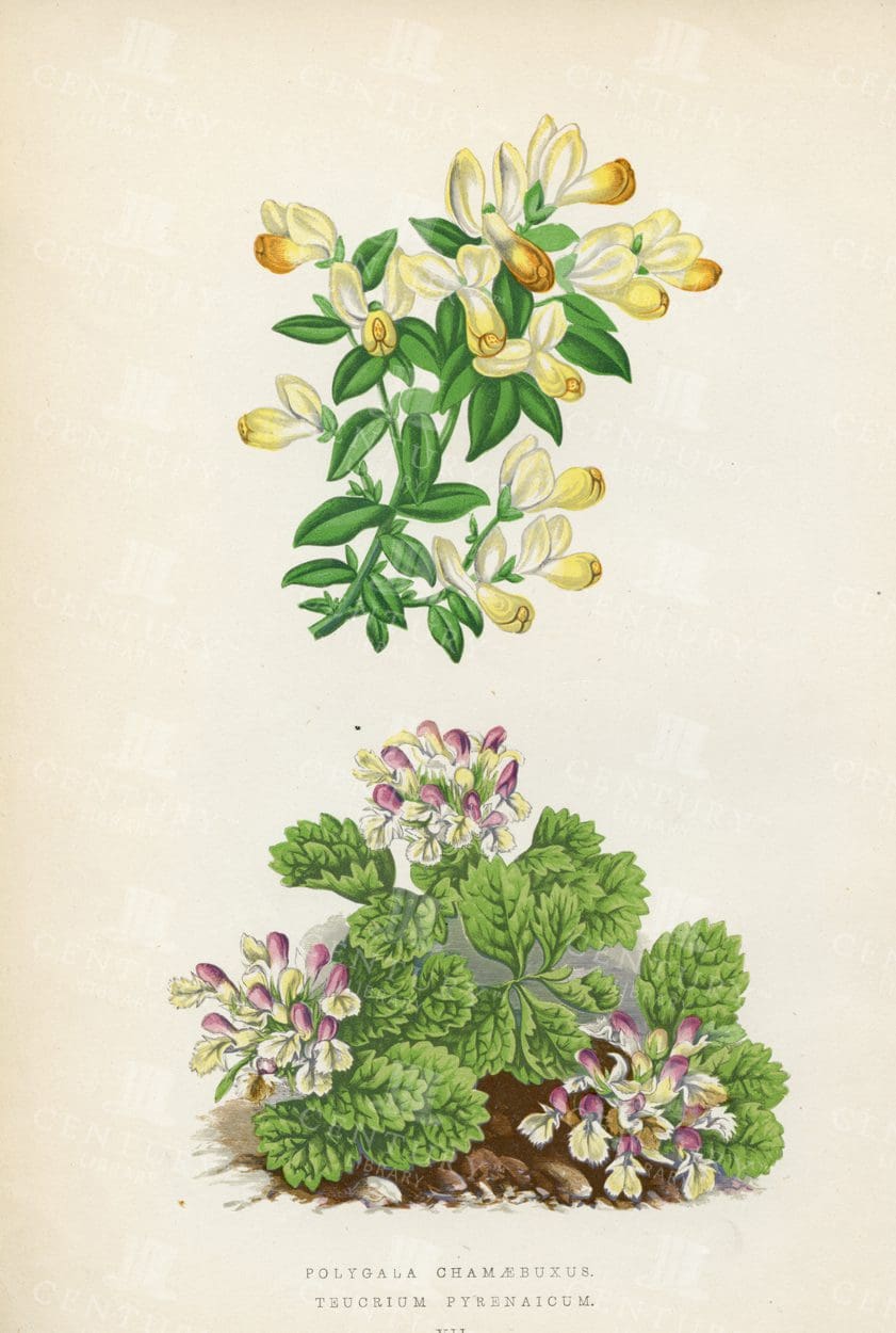 ALPINE Plants - Vintage 1874 Botanical Illustration
