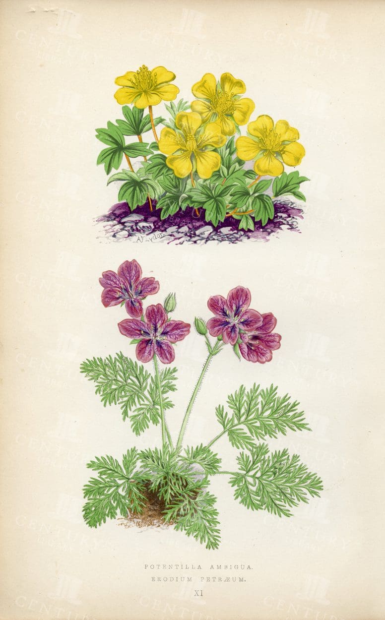 VINTAGE Botanical Illustration - Alpine Plants - Potentilla and Brodium