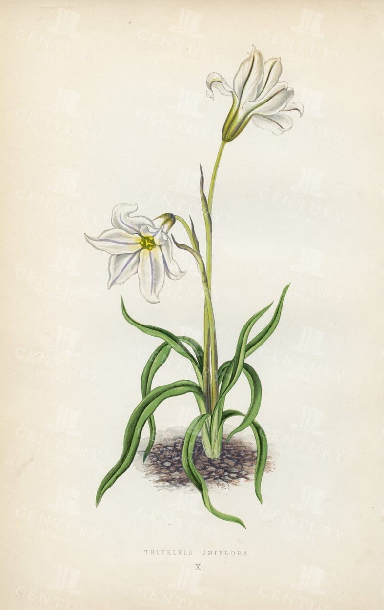 TRITELEIA Uniflora - Alpine Plants Vintage 1874 Botanical Illustration