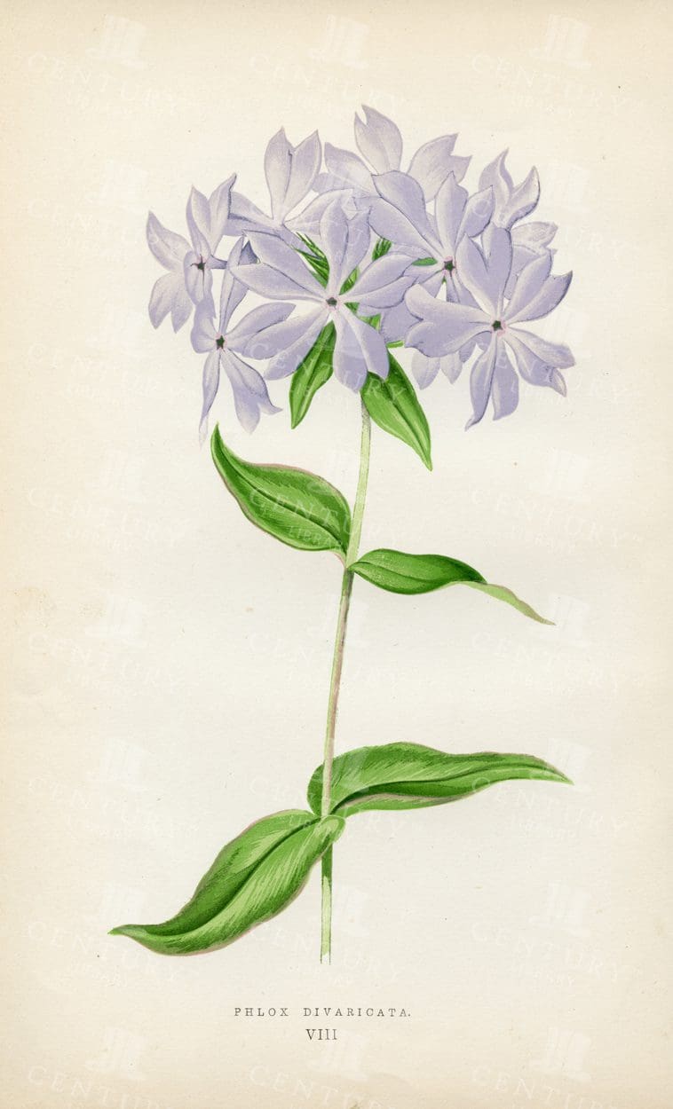 BEAUTIFUL 1874 Antique Botanical Illustration - Phlox Divaricata