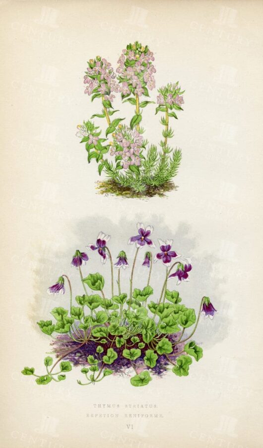THYMUS Striatus and Erpetion Reniforme - Vintage Botanical Illustration