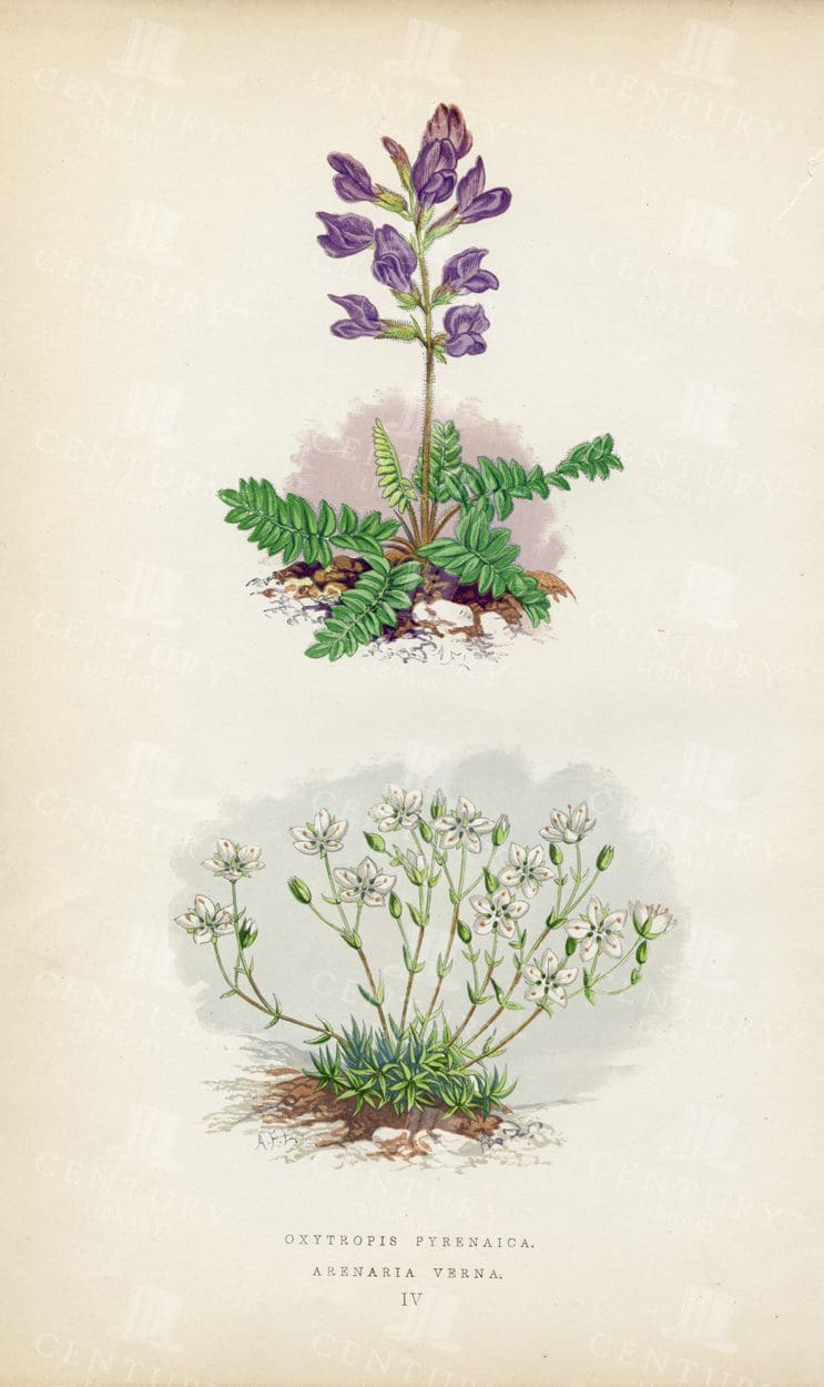 ANTIQUE Hand Coloured Vintage Botanical Illustration - Alpine Plants