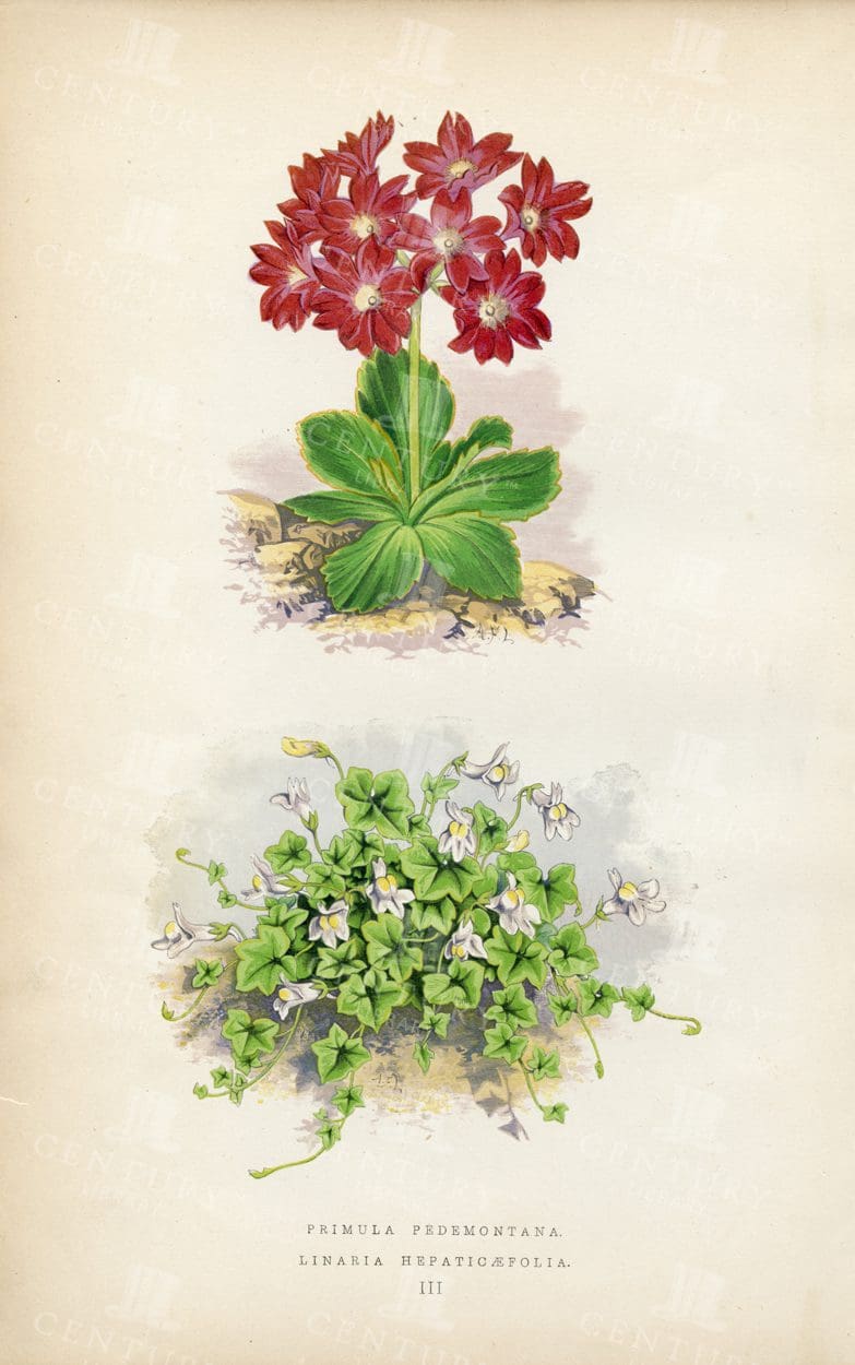 1874 Hand Coloured Vintage Botanical Illustration - Alpine Plants