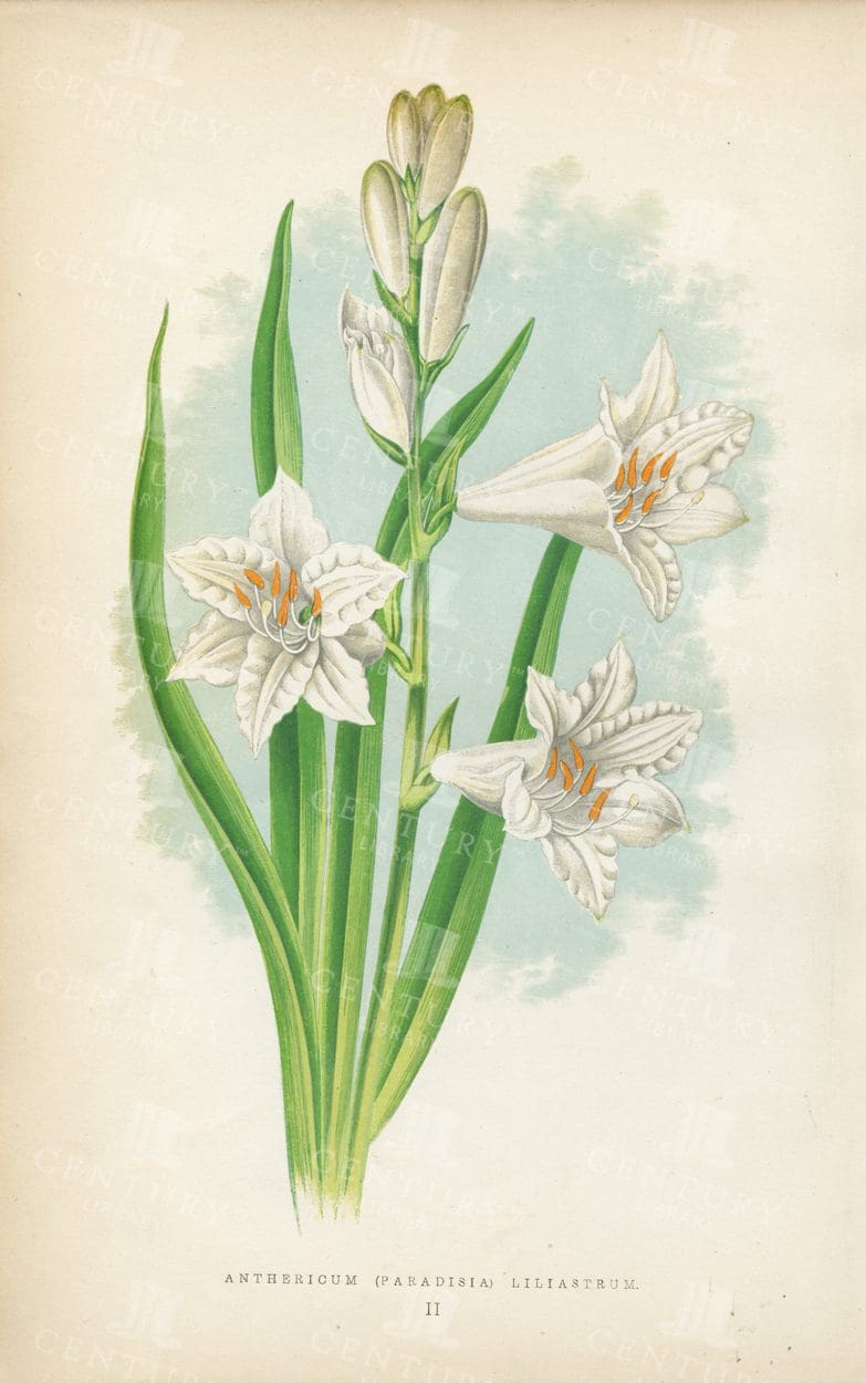 STUNNING Vintage Alpine Plant Illustration - Anthericum Liliastrum