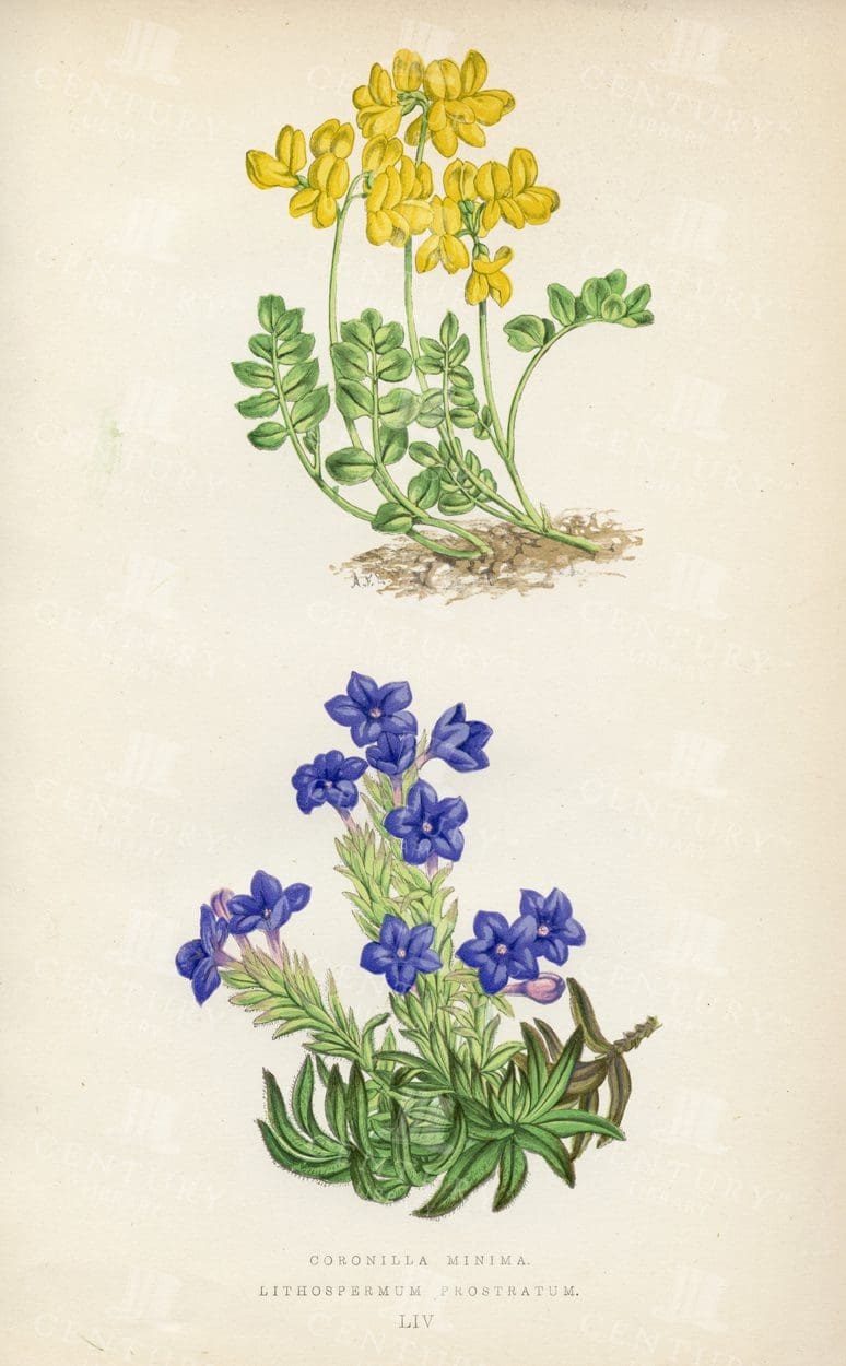 VINTAGE 1874 Botanical Alpine Plant Illustration - Coronilla, Lithospermum