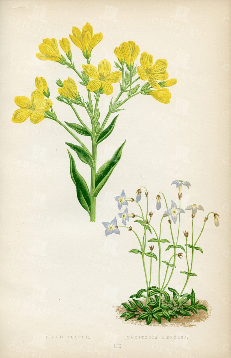 LINUM Flavum and Houstonia Caerulea - Vintage 1874 Botanical Illustration