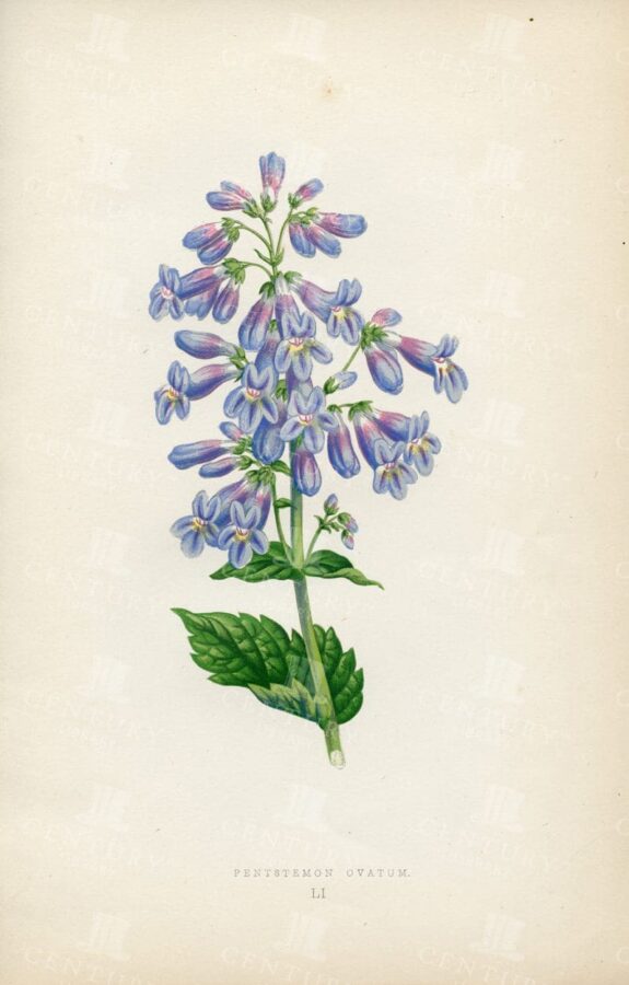 PENSTEMON Ovatus  - 1874 Vintage Alpine Plant Botanical Illustration