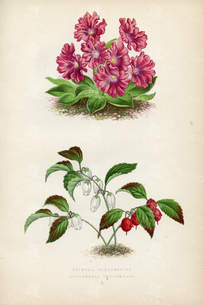 BEAUTIFUL Vintage Botanical Illustration - Alpine Plants - 1874