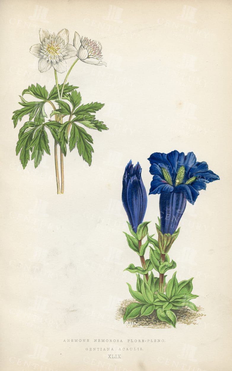 VINTAGE 1874 Alpine Plant Botanical Illustration - Anemone and Gentiana