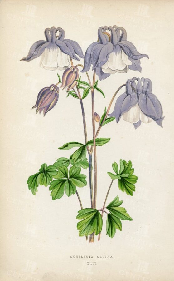 STUNNING Botanical Vintage 1874 Illustration - Aquilegia Alpina
