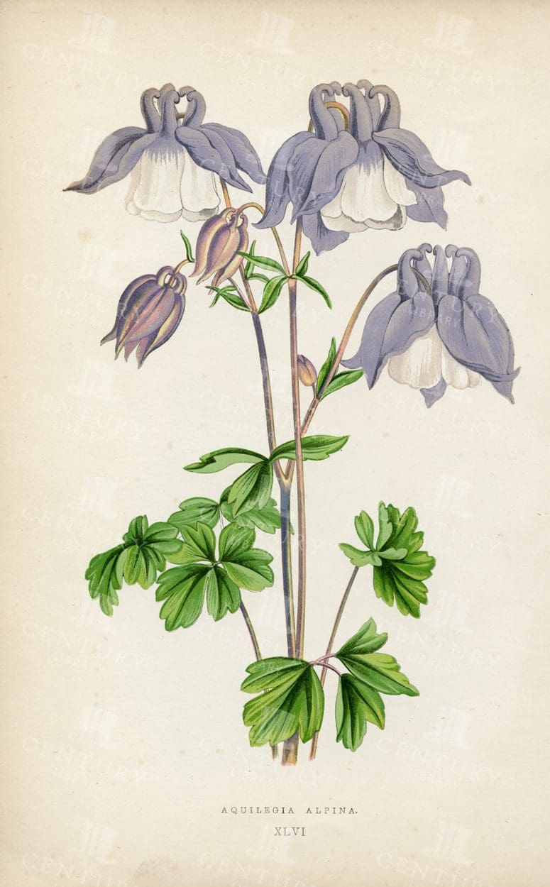 STUNNING Botanical Vintage 1874 Illustration - Aquilegia Alpina