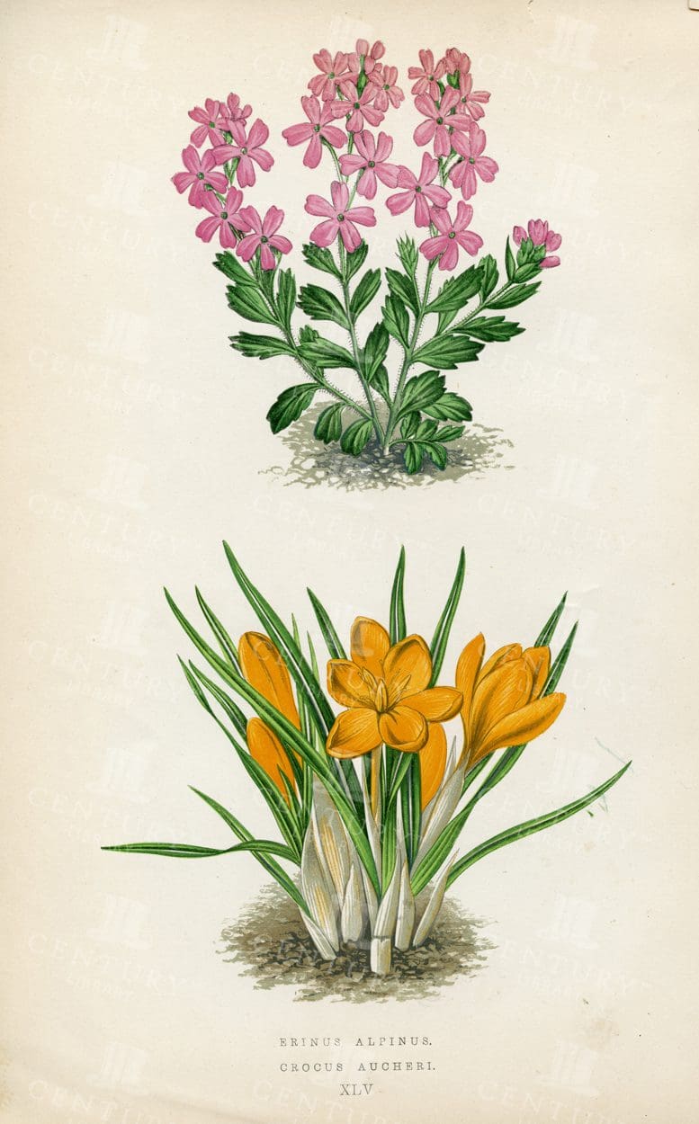 ALPINE Plant Vintage Illustration - Erinus Alpinus, Crocus Aucheri - 1874