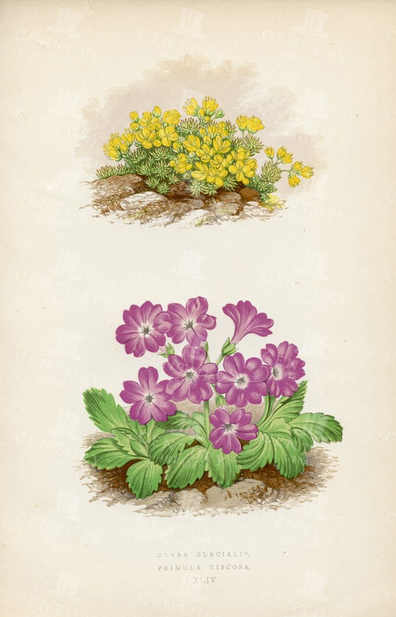 BOTANICAL Vintage 1874 Hand Coloured Illustration - Alpine Plants