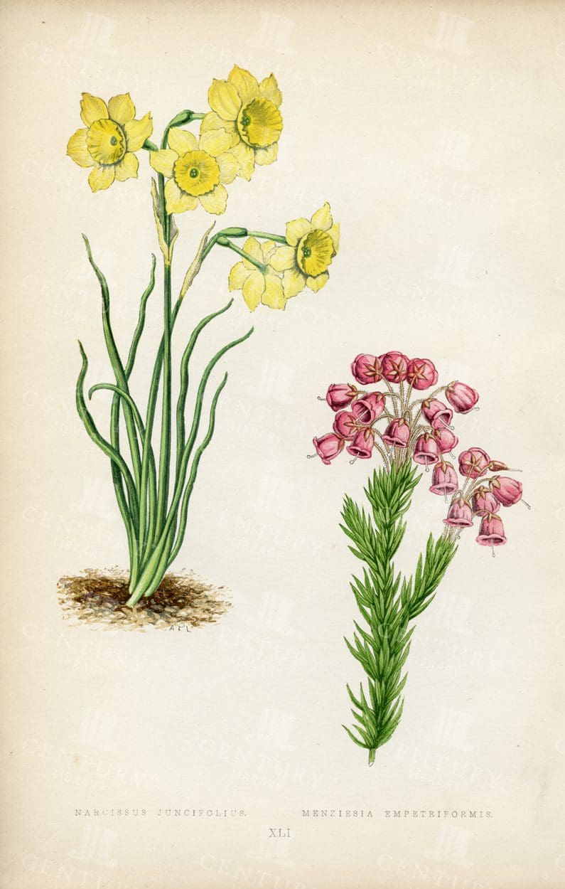 LOVELY Hand Coloured Vintage Illustration - Narcissus - Menziesia