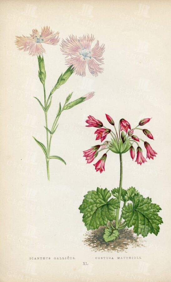DIANTHUS and CORTUSA  - 1874 Vintage Alpine Plant Illustration