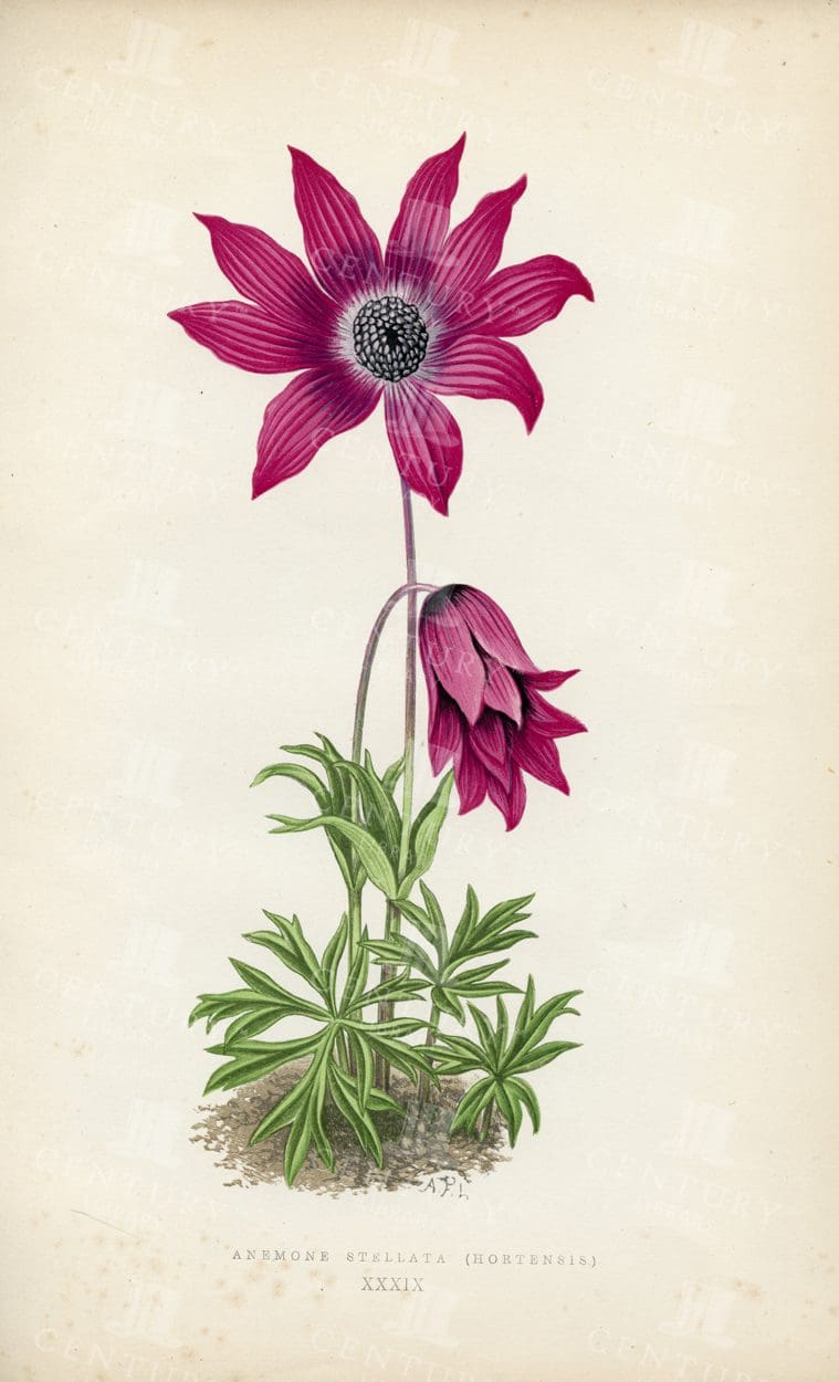 STUNNING 1874 Hand Coloured Vintage Illustration - Anemone Stellata