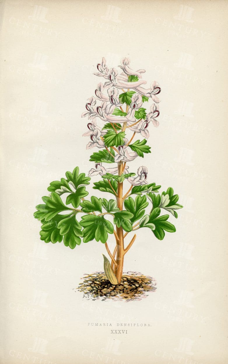 LOVELY Hand Coloured Vintage Illustration - Pumaria Densiflora - 1874