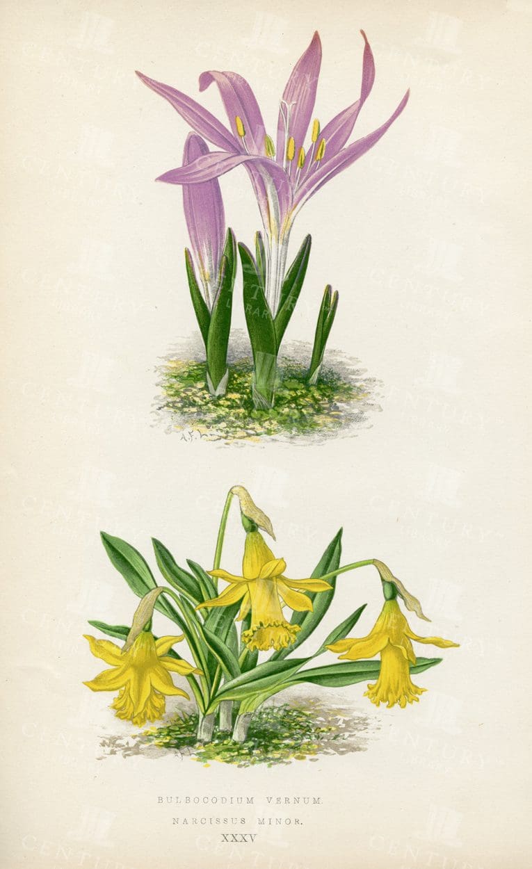 ANTIQUE 1874 Botanical Illustration of Alpine Plants - Hand Coloured