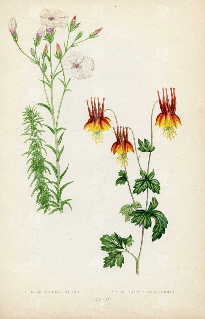 BOTANICAL Vintage 1874 Hand Coloured Illustration - Alpine Plants