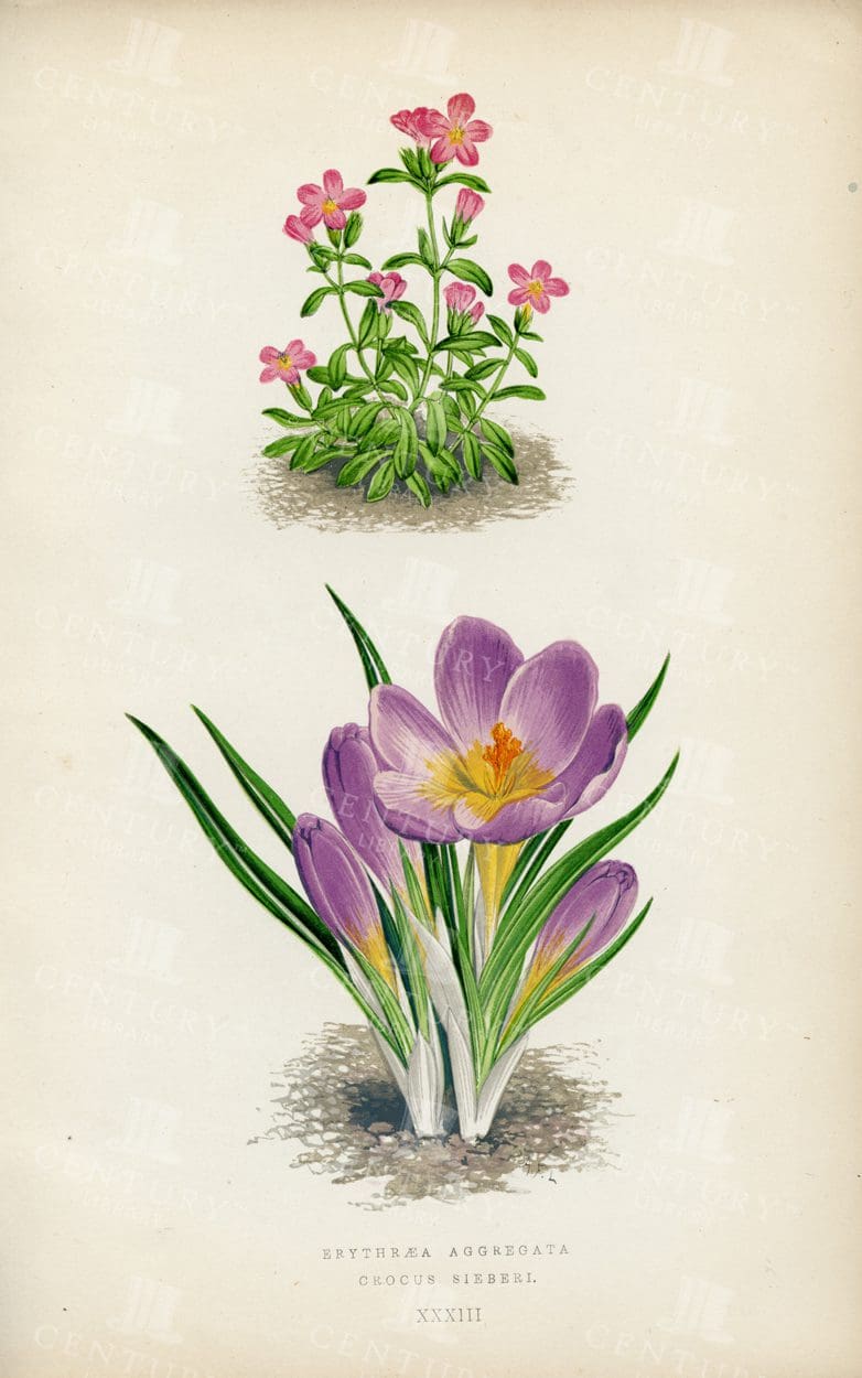 VINTAGE Botanical 1874 Illustration - Alpine Plants