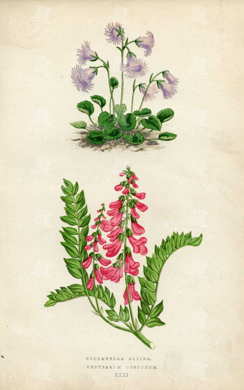 VINTAGE 1874 Botanical Hand Coloured Illustration - Alpine Plants