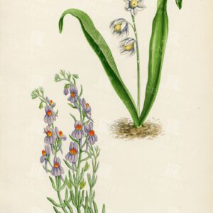 VINTAGE Hand Coloured Botanical Illustration - Alpine Plants - 1874