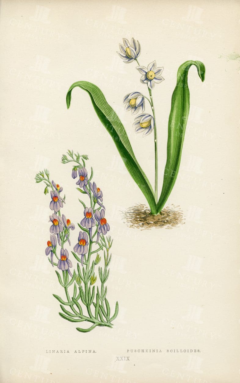 VINTAGE Hand Coloured Botanical Illustration - Alpine Plants - 1874