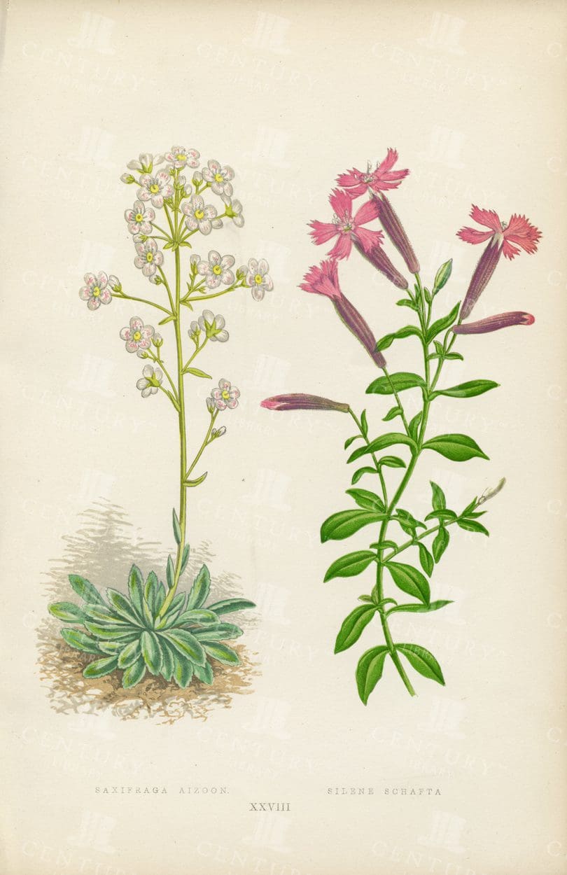1874 Vintage Alpine Plant Illustration - Saxifraga Aizoon and Silene Schafta