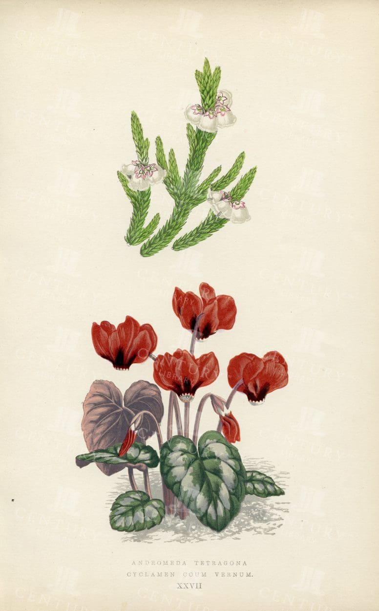ALPINE PLANTS - Hand Coloured Botanical Illustration - 1874 Antique