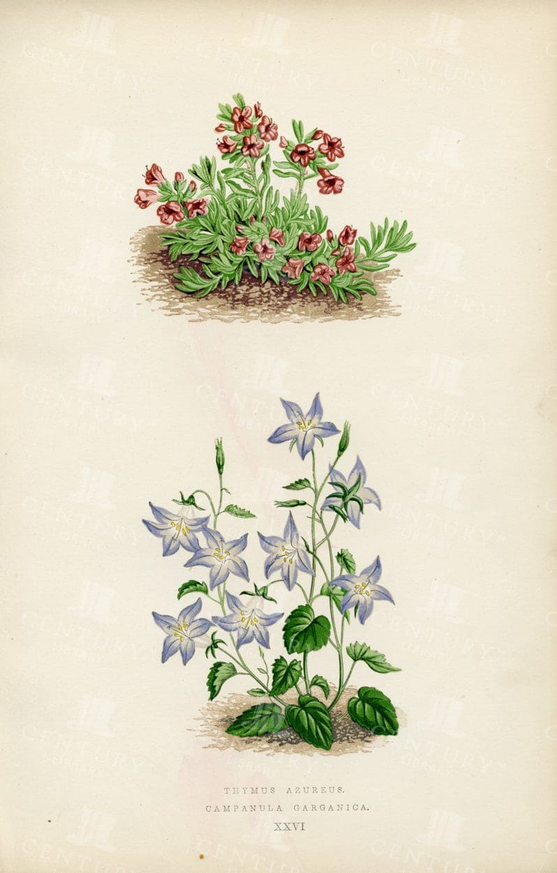 VINTAGE Botanical Illustration - Thymus Azureus and Campanula Garganica