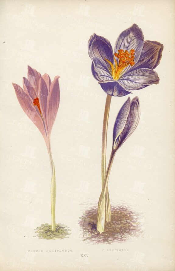 LOVELY Hand Coloured Botanical Illustration of Crocuses - Vintage 1874
