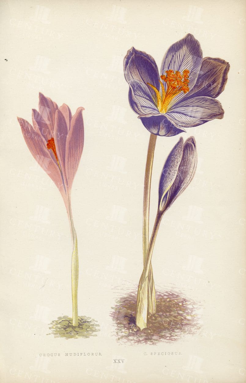 LOVELY Hand Coloured Botanical Illustration of Crocuses - Vintage 1874