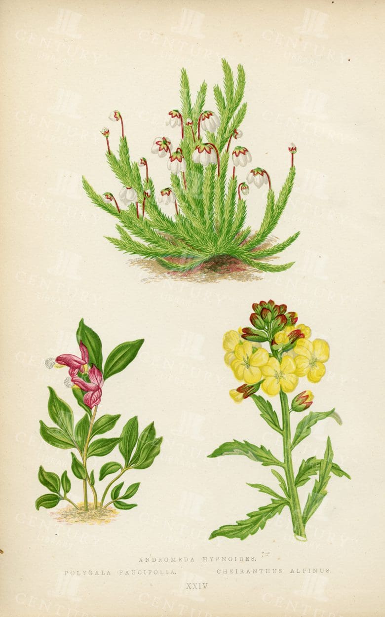 BOTANICAL Vintage Illustration Showing Examples of Alpine Plants - 1874