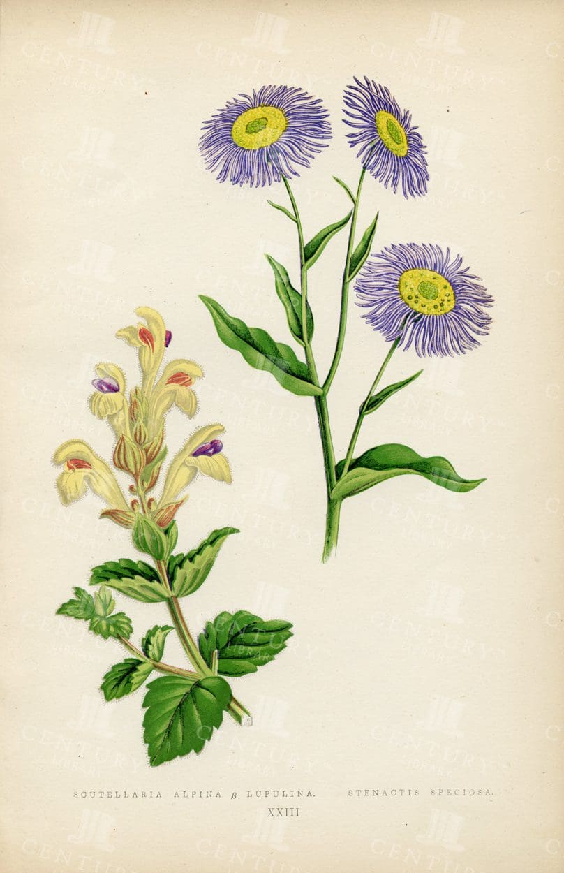 VINTAGE 1874 Hand Coloured Botanical Illustration - Alpine Plants