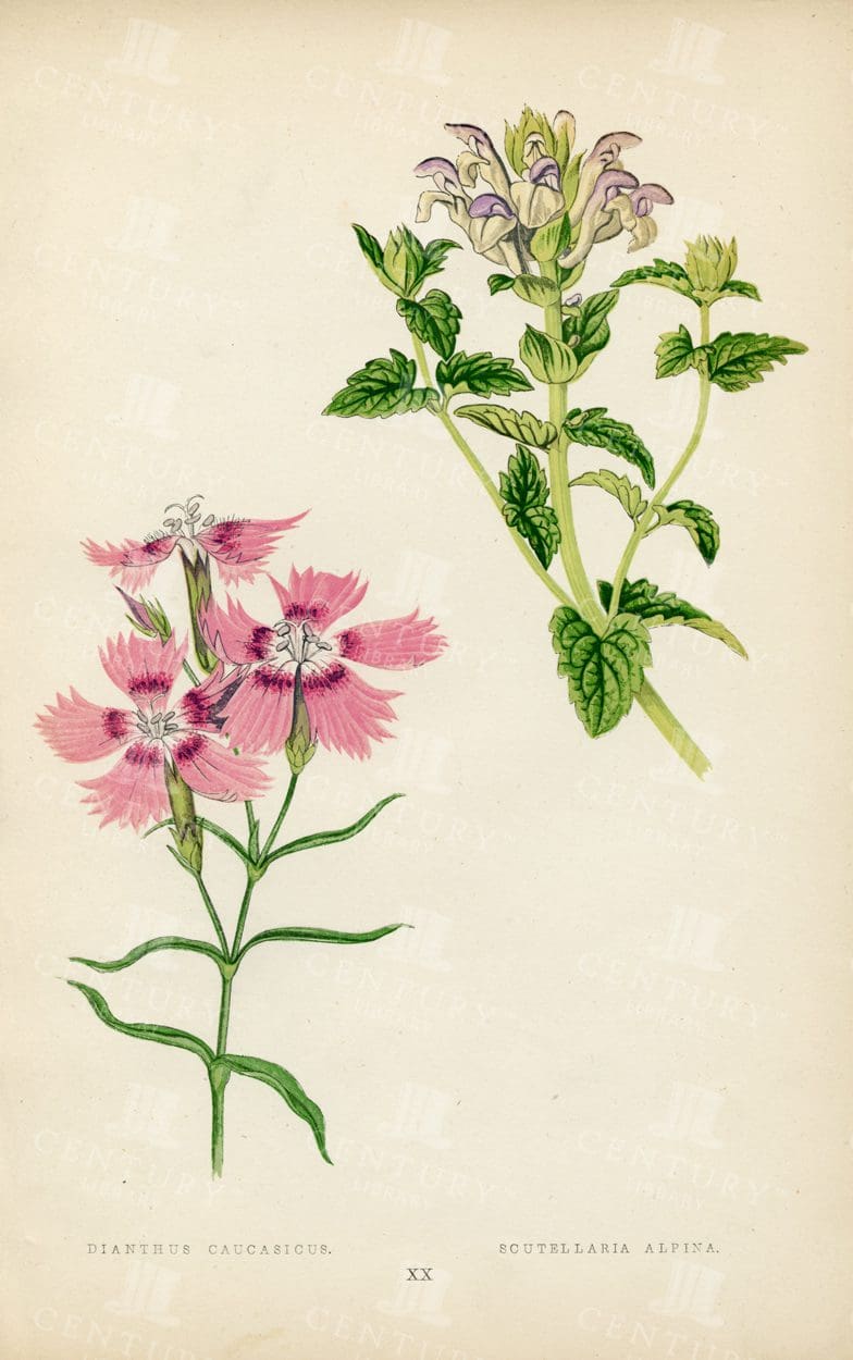 VINTAGE Alpine Plant Botanical Illustration - Dianthus and Scutellaria