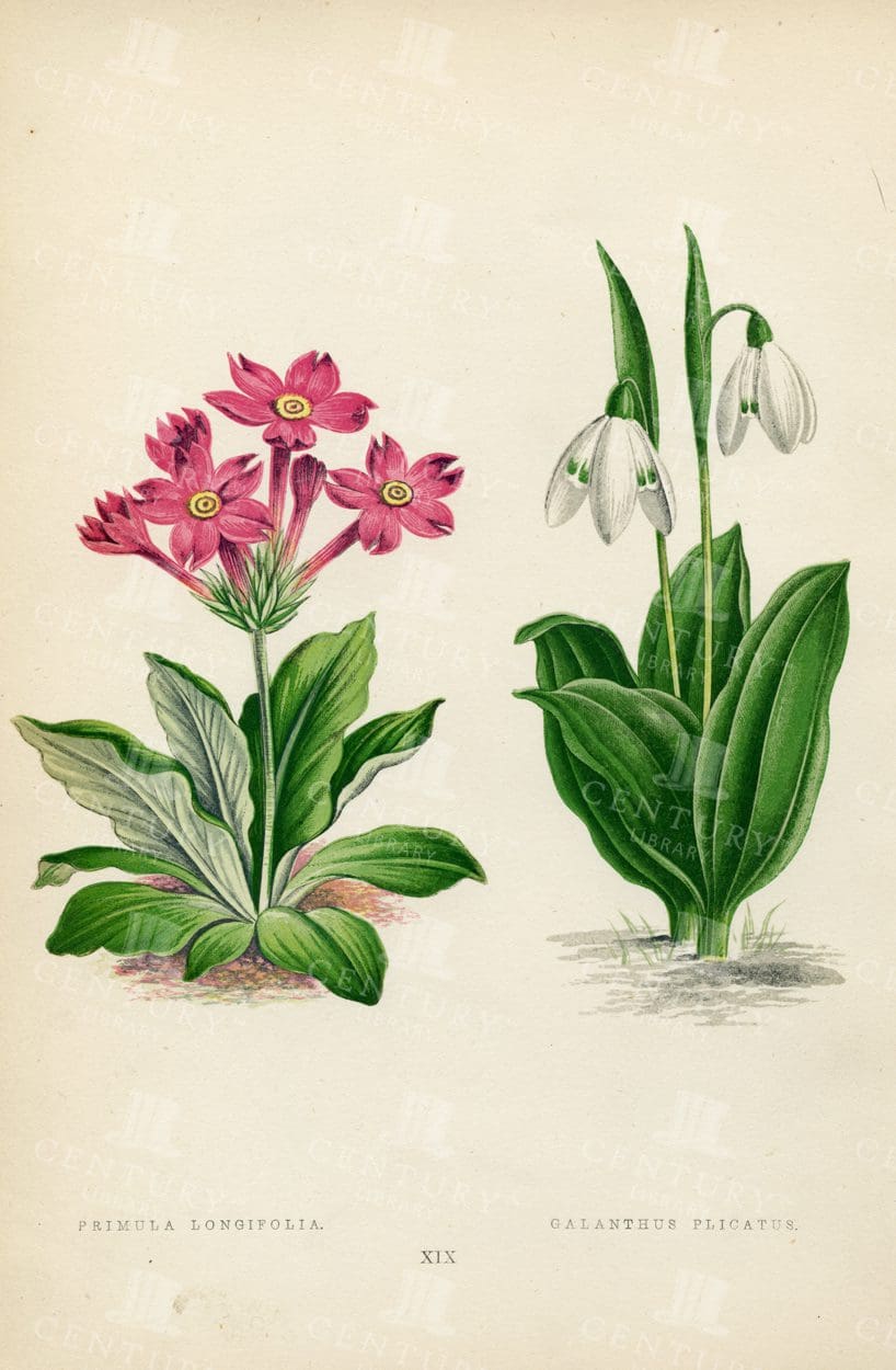 1874 Antique Hand Coloured Botanical Illustration - Alpine Plants