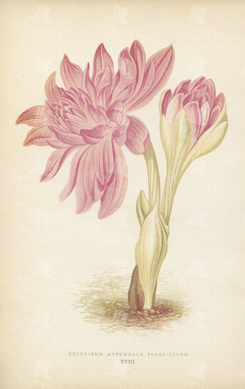 VINTAGE Botanical Illustration  - Colchicum Autumnale Flore-Pleno