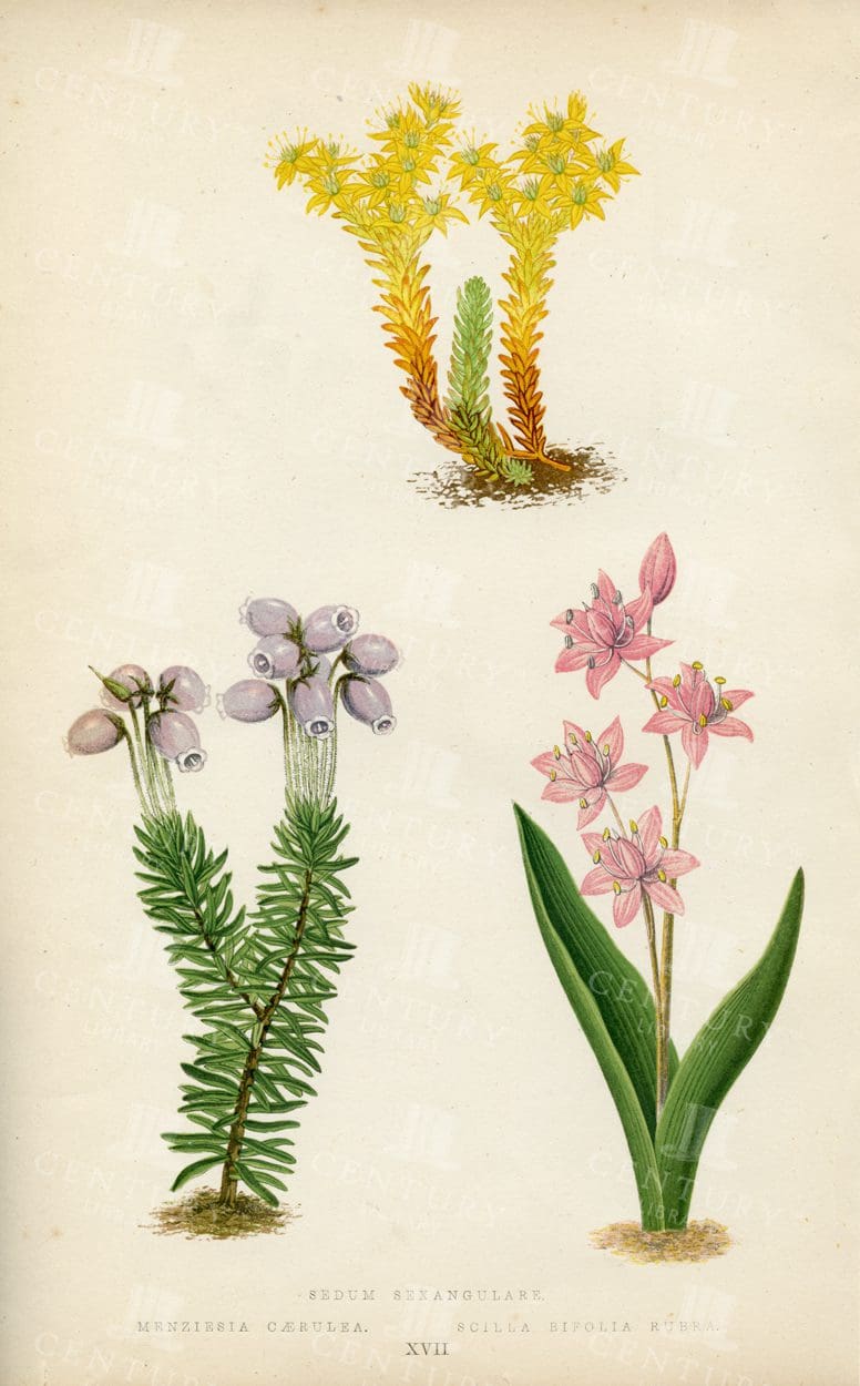 ANTIQUE 1874 Botanical Illustration - Examples of Alpine Plants