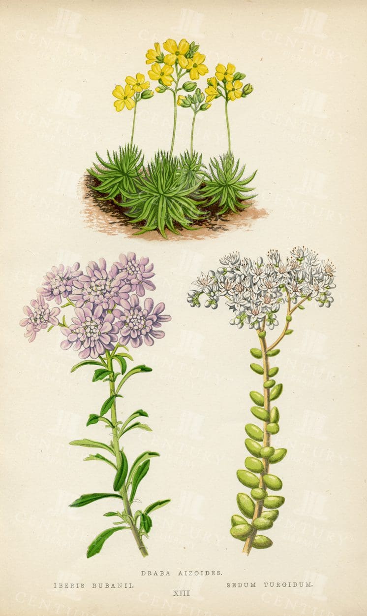 VINTAGE Botanical Illustration - Various Species of Alpine Plants