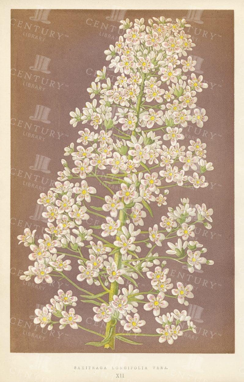 1874 Vintage Botanical Illustration - Saxifraga Longifolia Vera