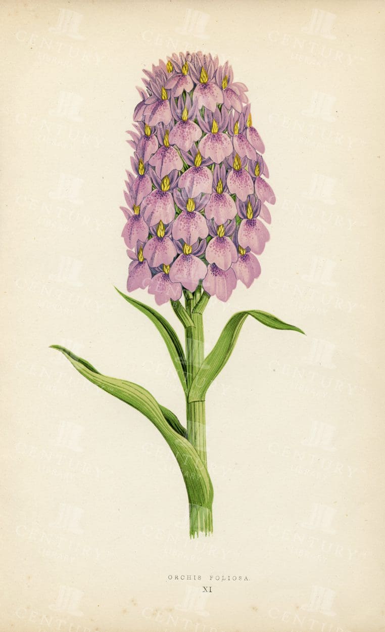 ORCHIS FOLIOSA - Beautiful Alpine Plant Vintage Illustration - 1874