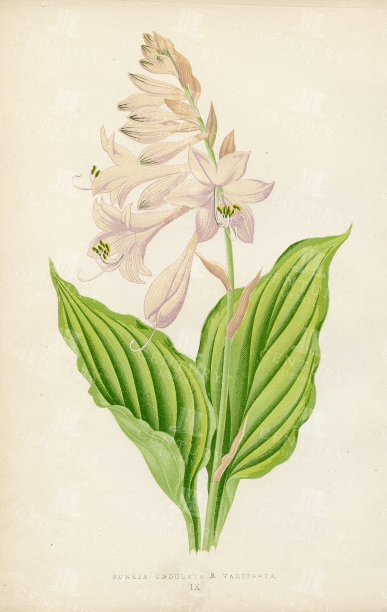 LOVELY Vintage Botanical Illustration of Funkia Undulata Variegata