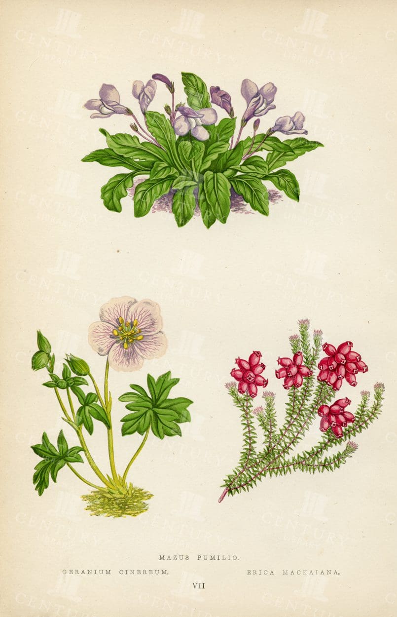 VINTAGE Botanical Hand Drawn Illustration - Various Alpine Plants